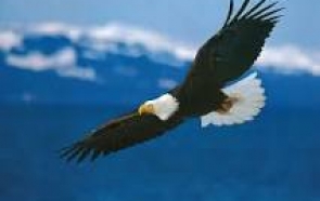 BÀI HỌC KINH DOANH TỪ ” ĐẠI BÀNG TRẮNG”